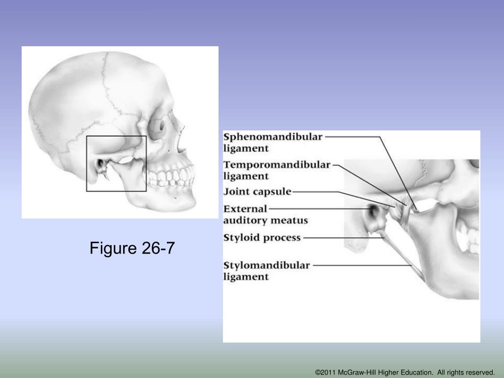 PPT Chapter 26 The Head, Face, Eyes, Ears, Nose and Throat