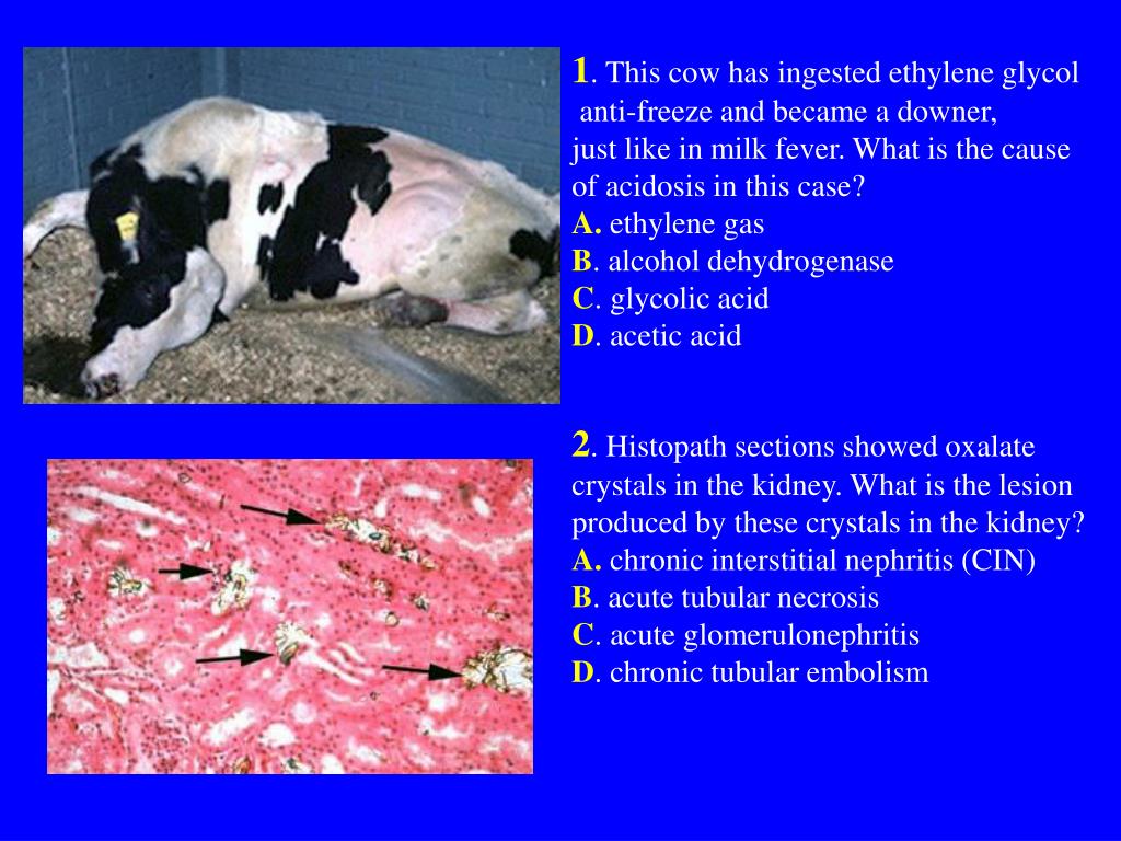 PPT 1 . This cow has ingested ethylene glycol antifreeze and became