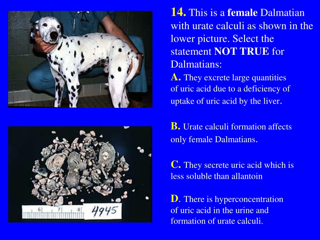 PPT 1 . This cow has ingested ethylene glycol antifreeze and became