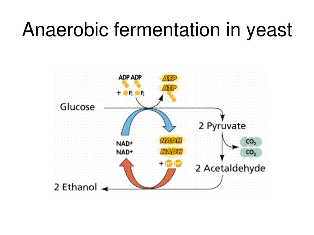 PPT Overview cellular respiration PowerPoint Presentation, free