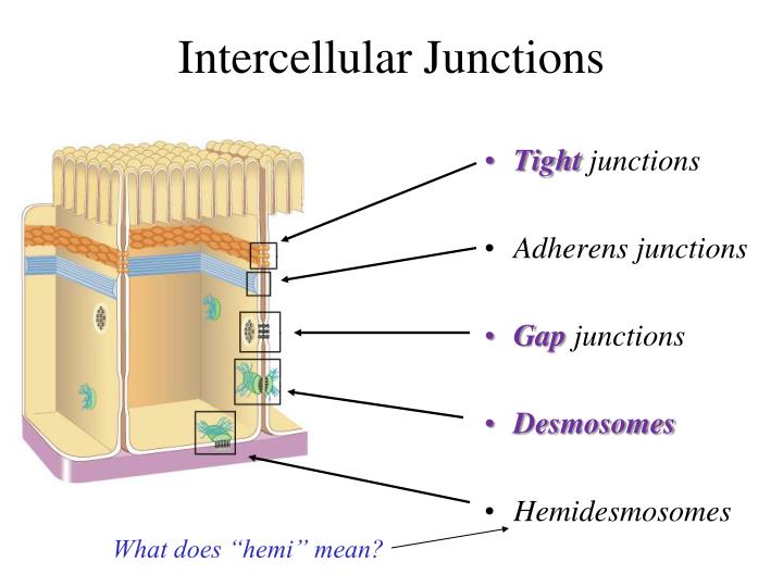 PPT The Tissue Level of Organization PowerPoint Presentation ID296677