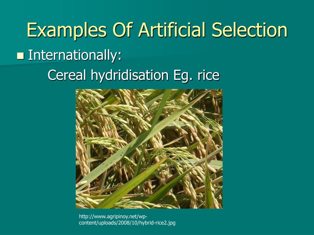 PPT Artificial Selection PowerPoint Presentation, free download ID