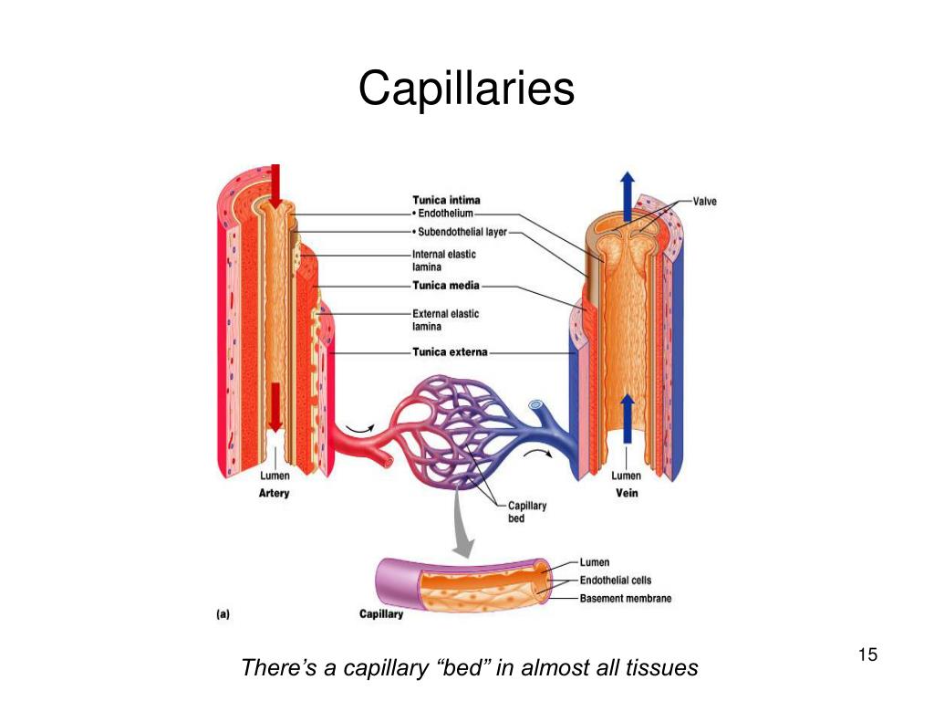 PPT Vessels and Circulation PowerPoint Presentation ID297225