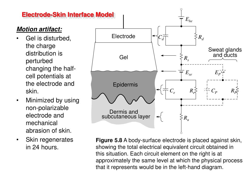 PPT Chapter 5 Biopotential Electrodes by Michael R. Neuman PowerPoint Presentation ID297868