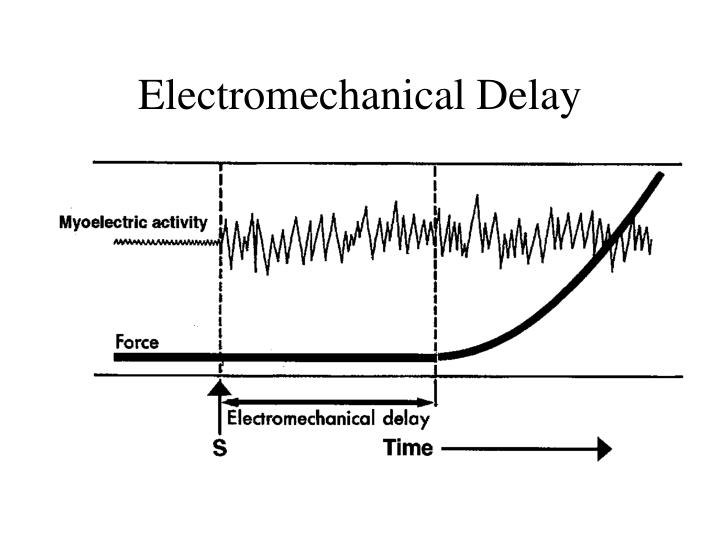 PPT Factors Affecting the Magnitude of Muscle Force PowerPoint