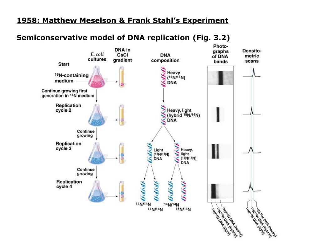 PPT - Chapter 3: DNA Replication Models of DNA replication: Meselson