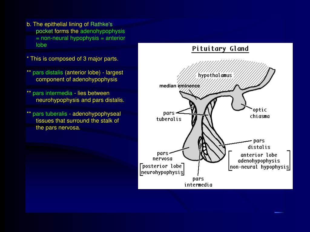 PPT ENDOCRINE ORGANS. PowerPoint Presentation, free download ID299400