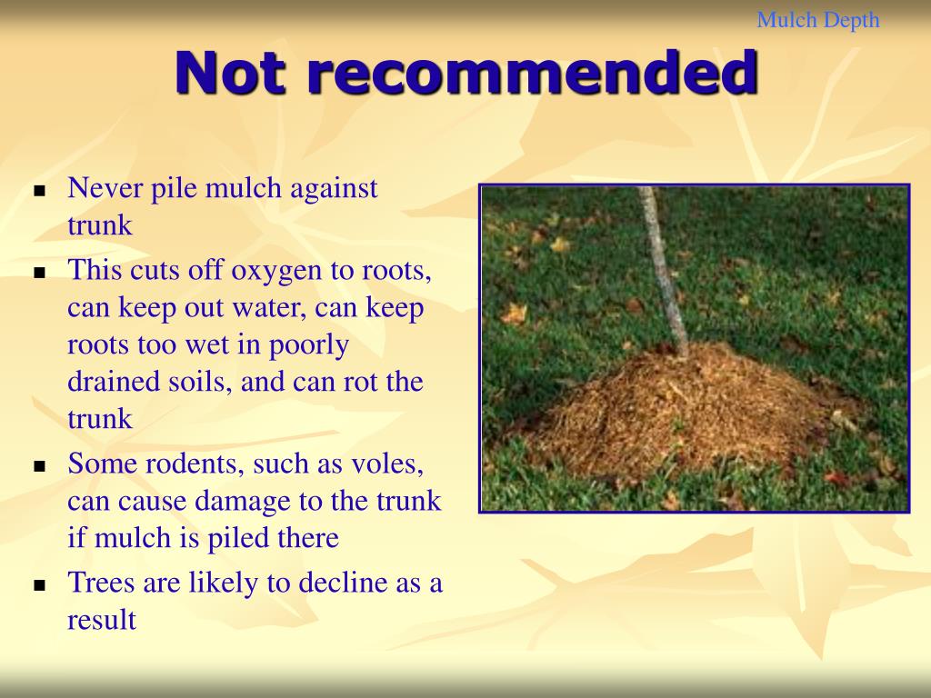 PPT Roots and Planting Trees PowerPoint Presentation, free download