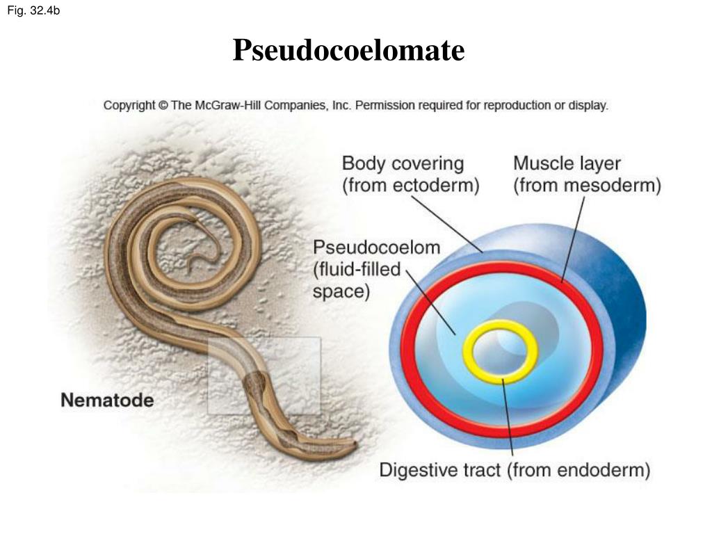 PPT Kingdom Animalia PowerPoint Presentation, free download ID300366