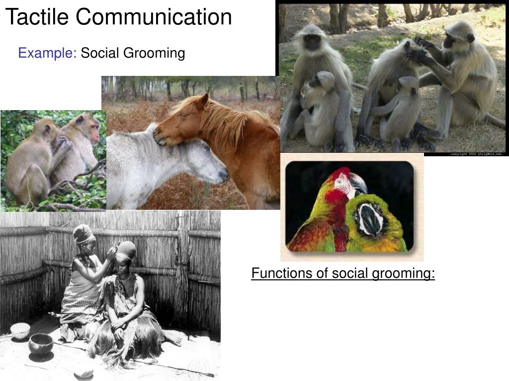 PPT Animal Communication Introduction and Evolutionary History