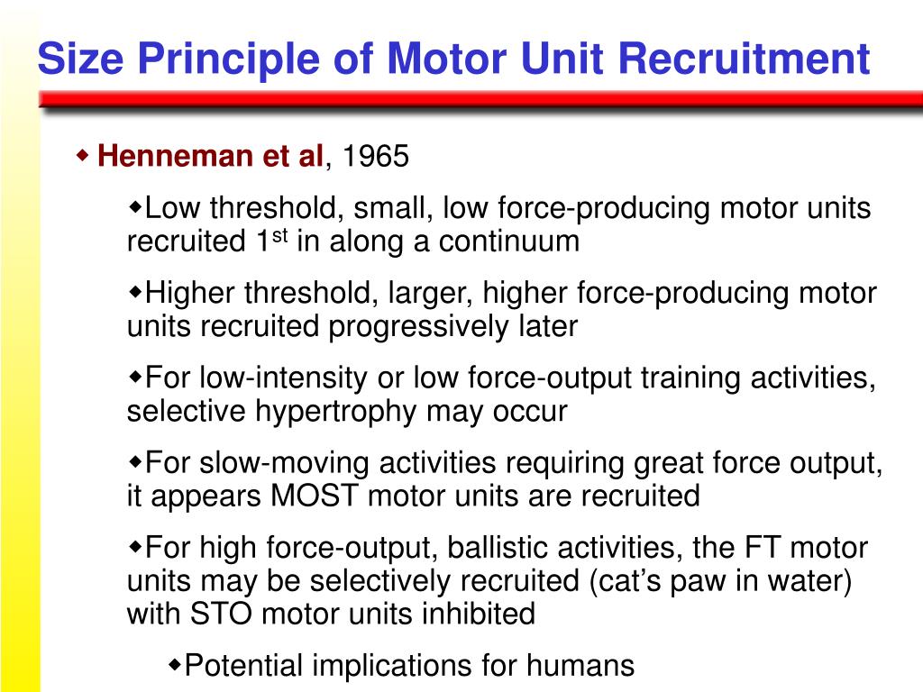 PPT SKELETAL MUSCLES & PHYSICAL PERFORMANCE PowerPoint Presentation
