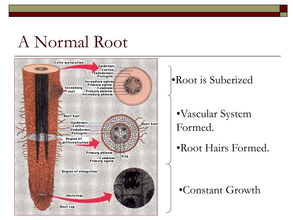 PPT 15 Years of Root Research PowerPoint Presentation, free download