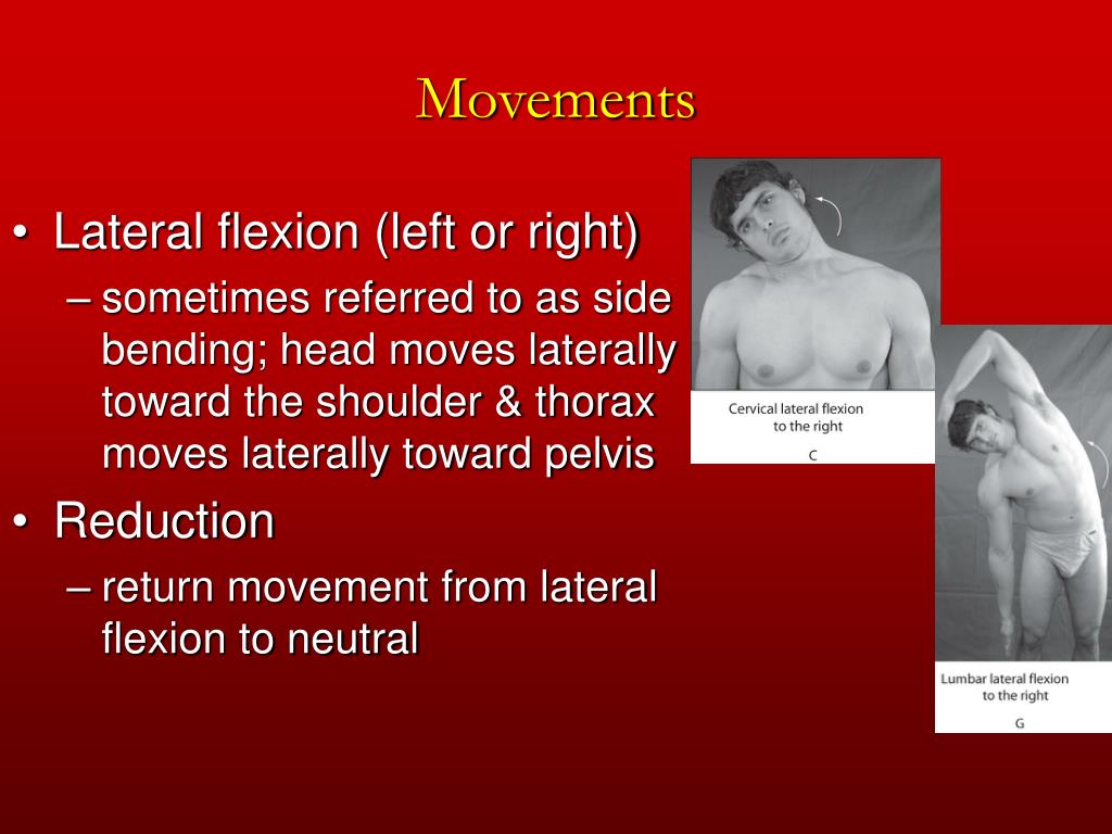 PPT Chapter 12 The Trunk and Spinal Column PowerPoint Presentation, free download ID303559