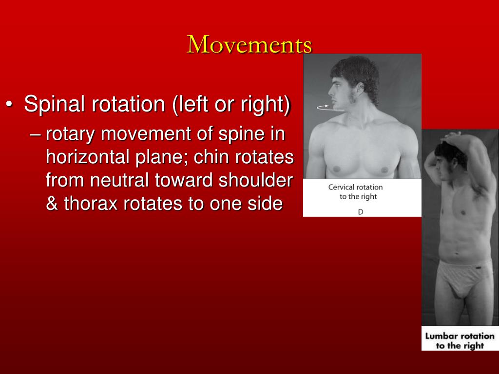 PPT Chapter 12 The Trunk and Spinal Column PowerPoint Presentation, free download ID303559