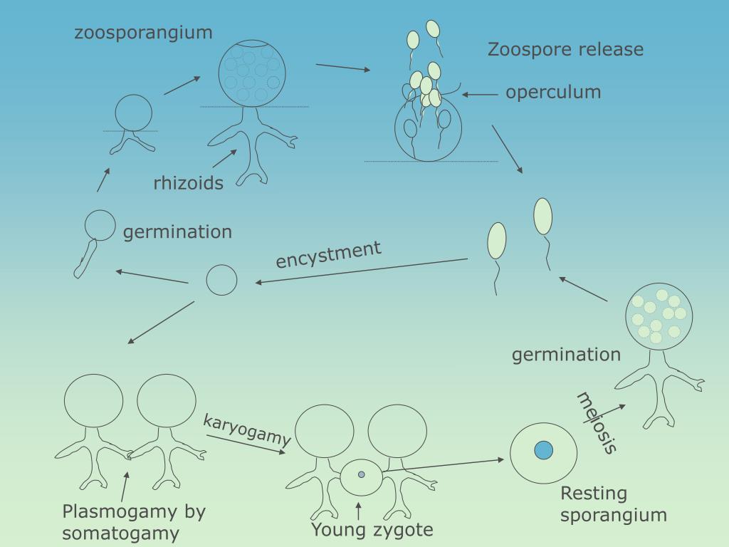 PPT Zoosporic Fungi Phylum Chytridiomycota PowerPoint Presentation