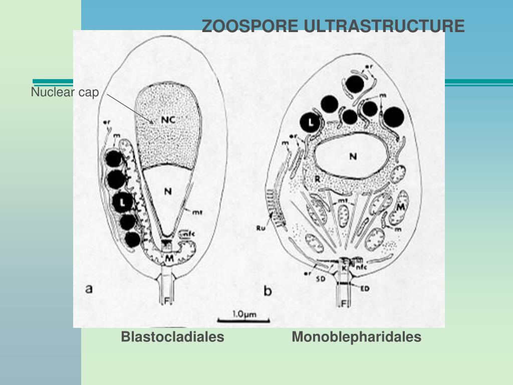 PPT Zoosporic Fungi Phylum Chytridiomycota PowerPoint Presentation
