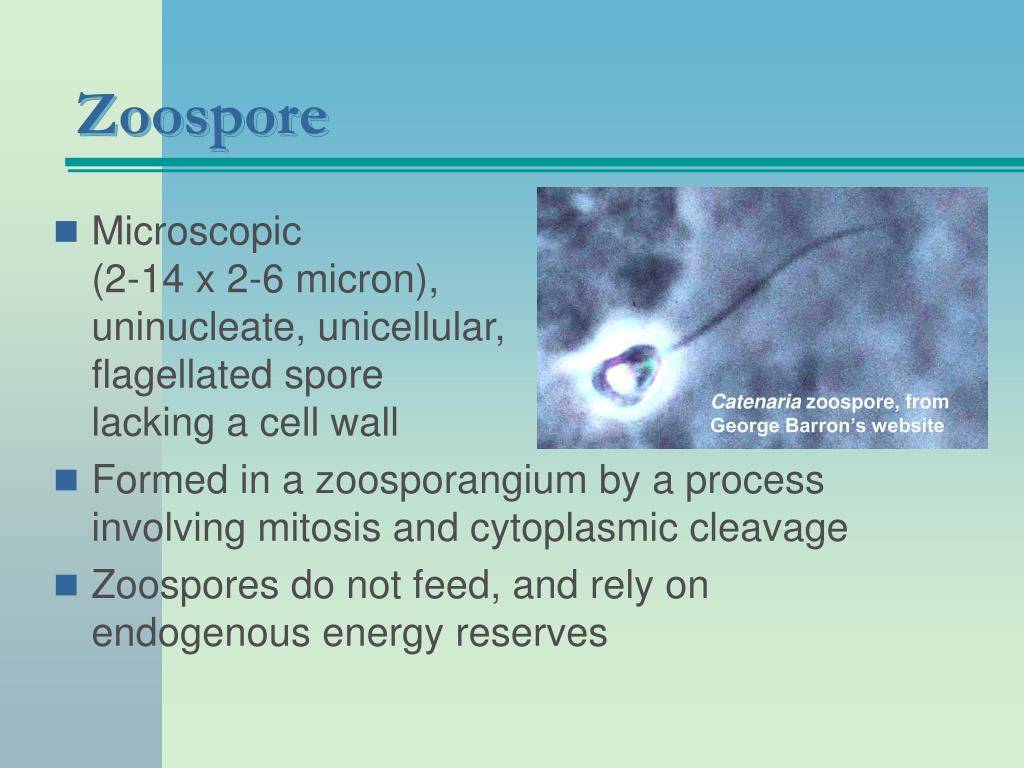 PPT Zoosporic Fungi Phylum Chytridiomycota PowerPoint Presentation