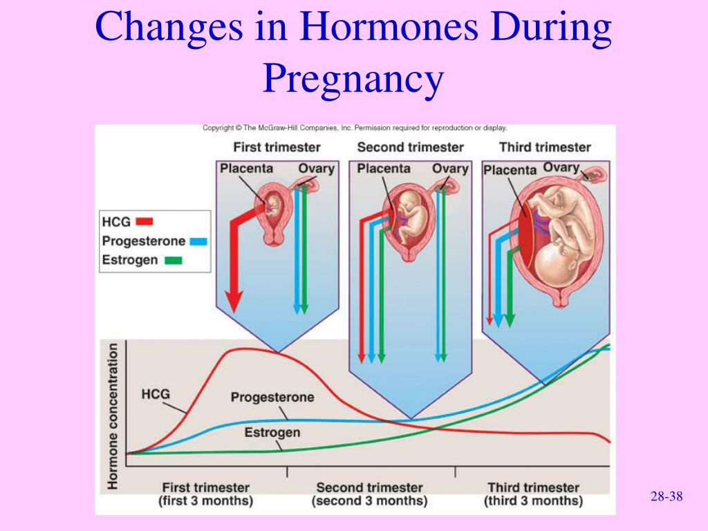 PPT Endocrinology of reproduction PowerPoint Presentation, free