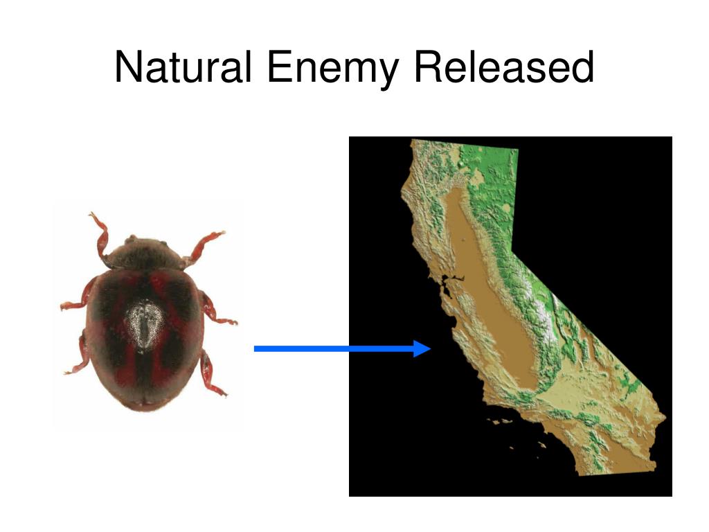 PPT Biological Control Strategies PowerPoint Presentation ID304173