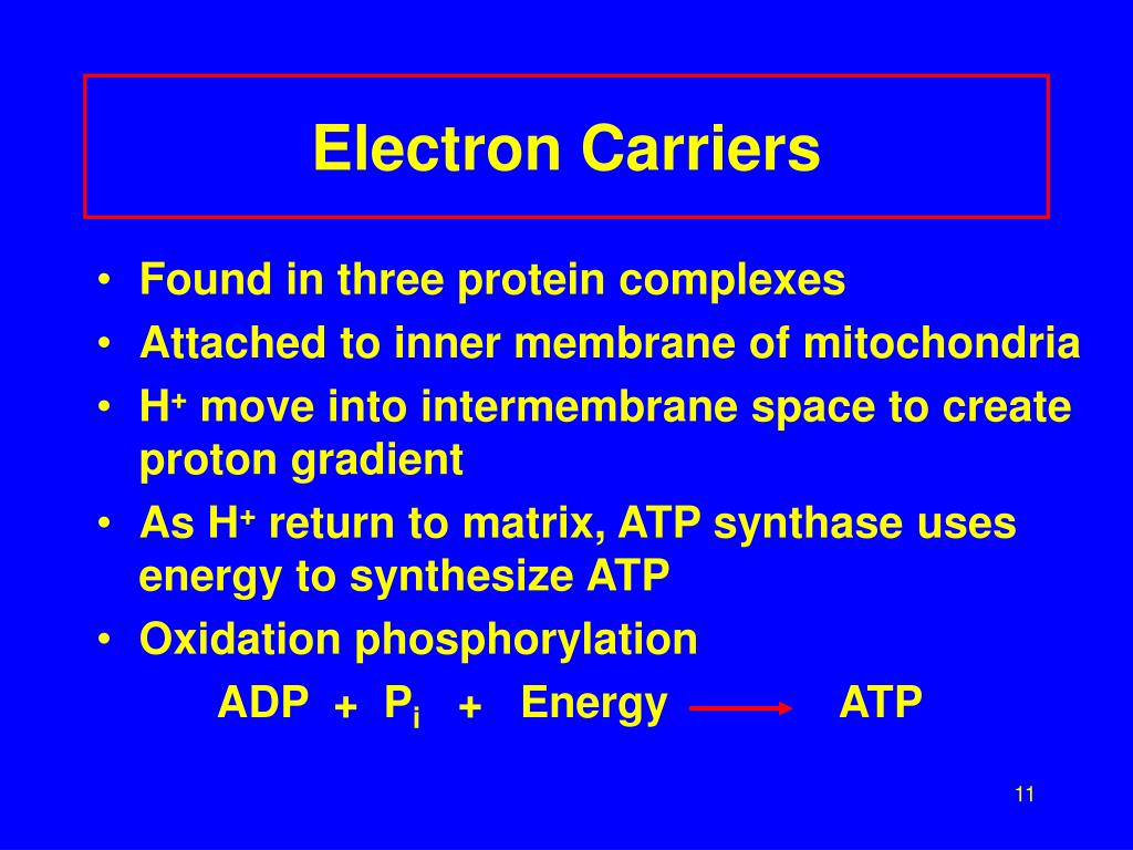 PPT Metabolism and Energy Production PowerPoint Presentation, free download ID305076