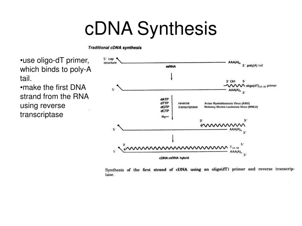 PPT DNA Technology PowerPoint Presentation, free download