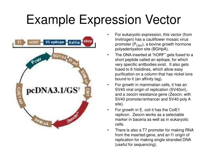 PPT DNA Technology PowerPoint Presentation ID305421