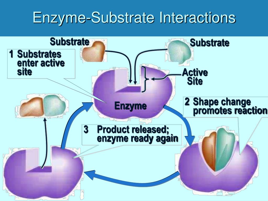 PPT Protein Structure and Enzyme Function PowerPoint Presentation