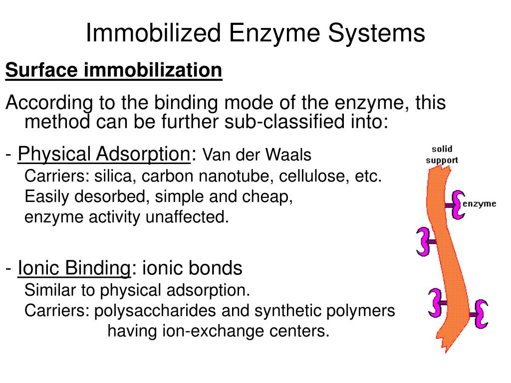 PPT Immobilized Enzyme Systems PowerPoint Presentation, free download