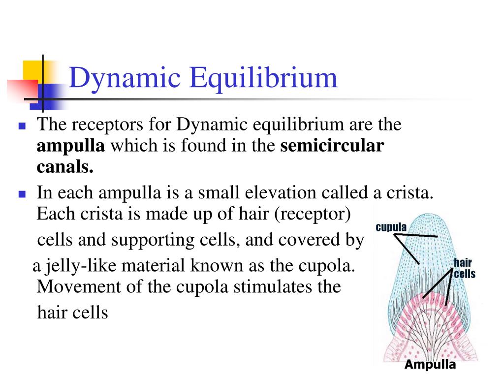 PPT Equilibrium I & II PowerPoint Presentation ID307330