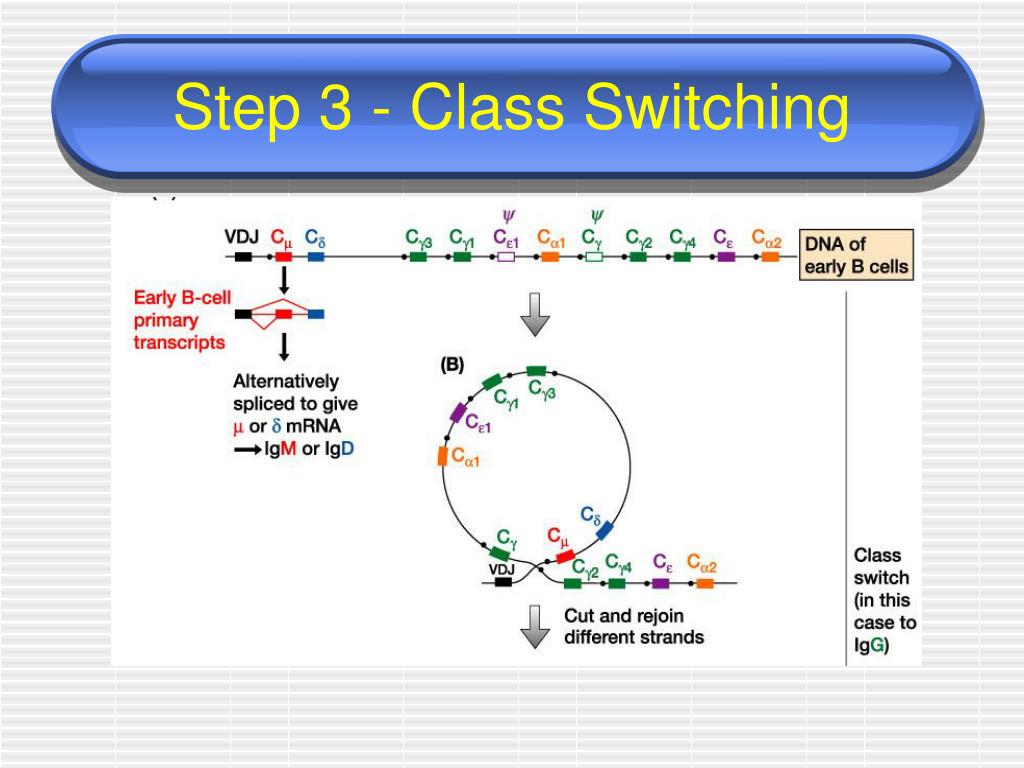 PPT control of Gene Regulation PowerPoint Presentation