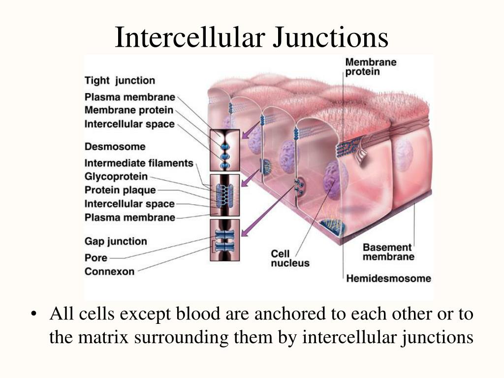PPT Chapter 5 Histology PowerPoint Presentation, free download ID
