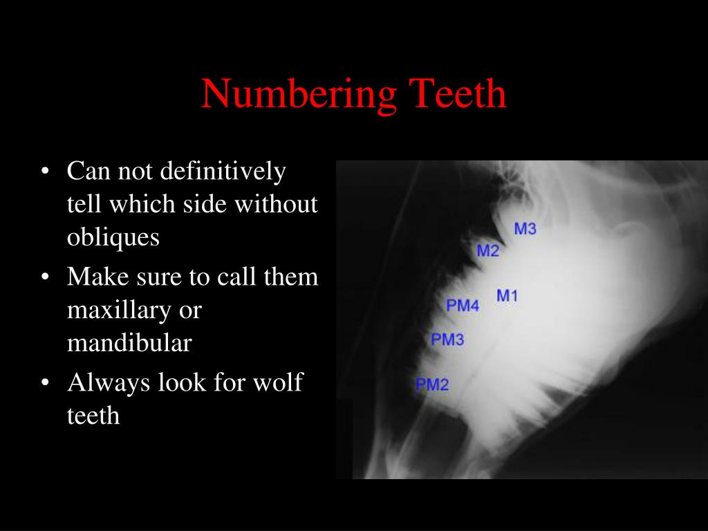 PPT Normal Radiographic Anatomy of the Equine Head PowerPoint