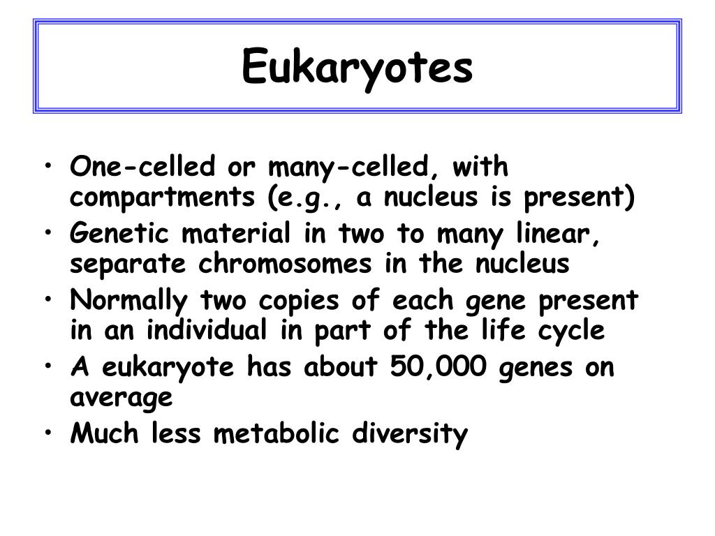PPT Tree of Life Prokaryotes and Eukaryotes PowerPoint Presentation