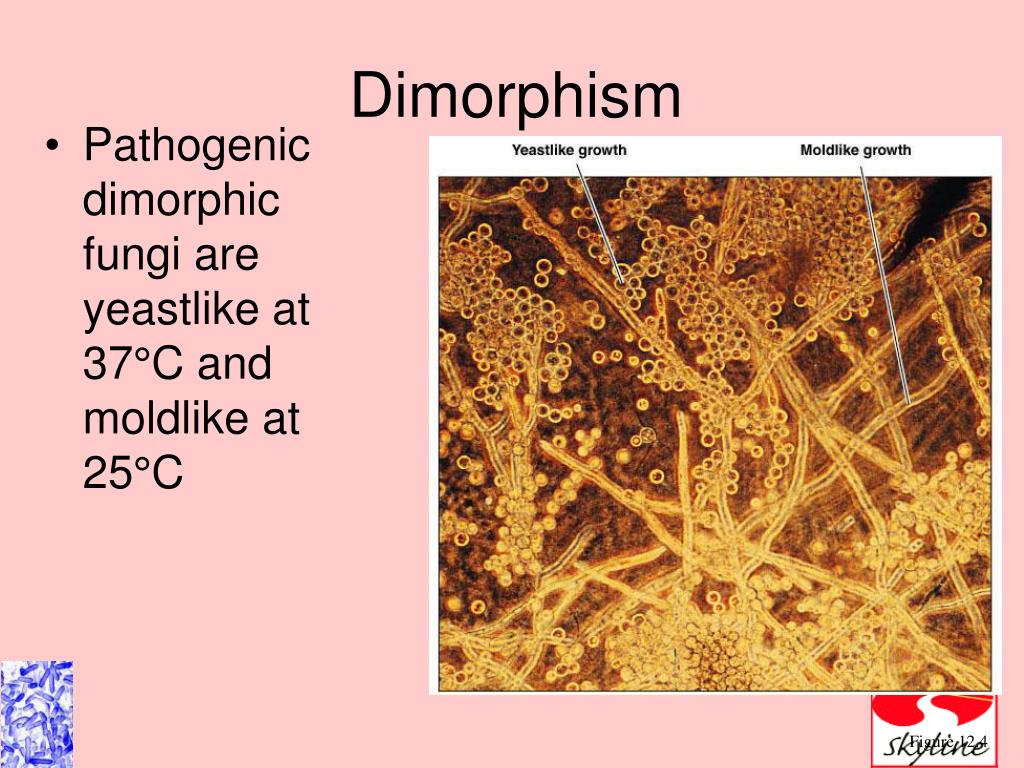 PPT The Eukaryotes PowerPoint Presentation ID310213