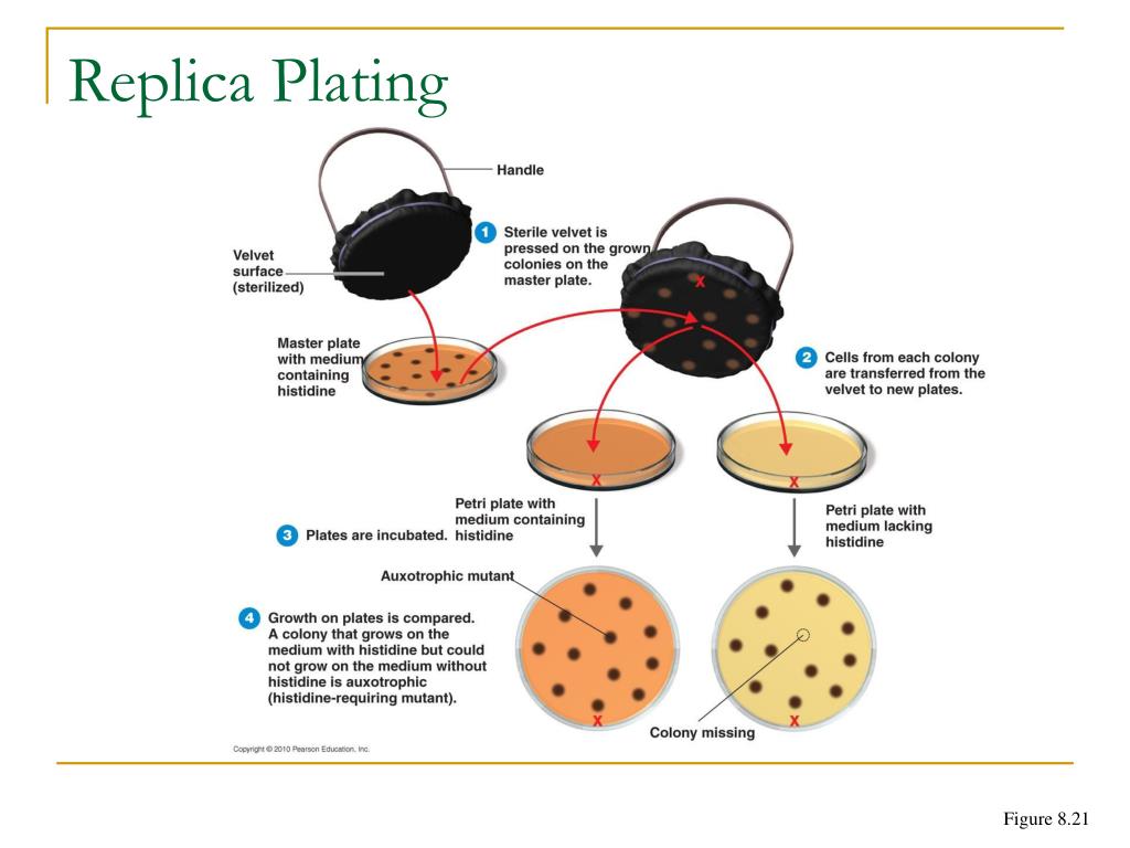 PPT Comparison of Material and Replication for Eukaryotes and