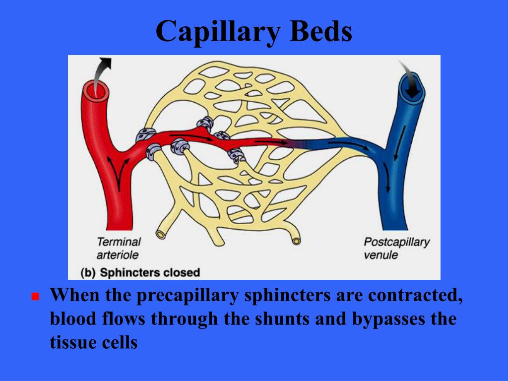 PPT The Cardiovascular System Blood Vessels PowerPoint Presentation