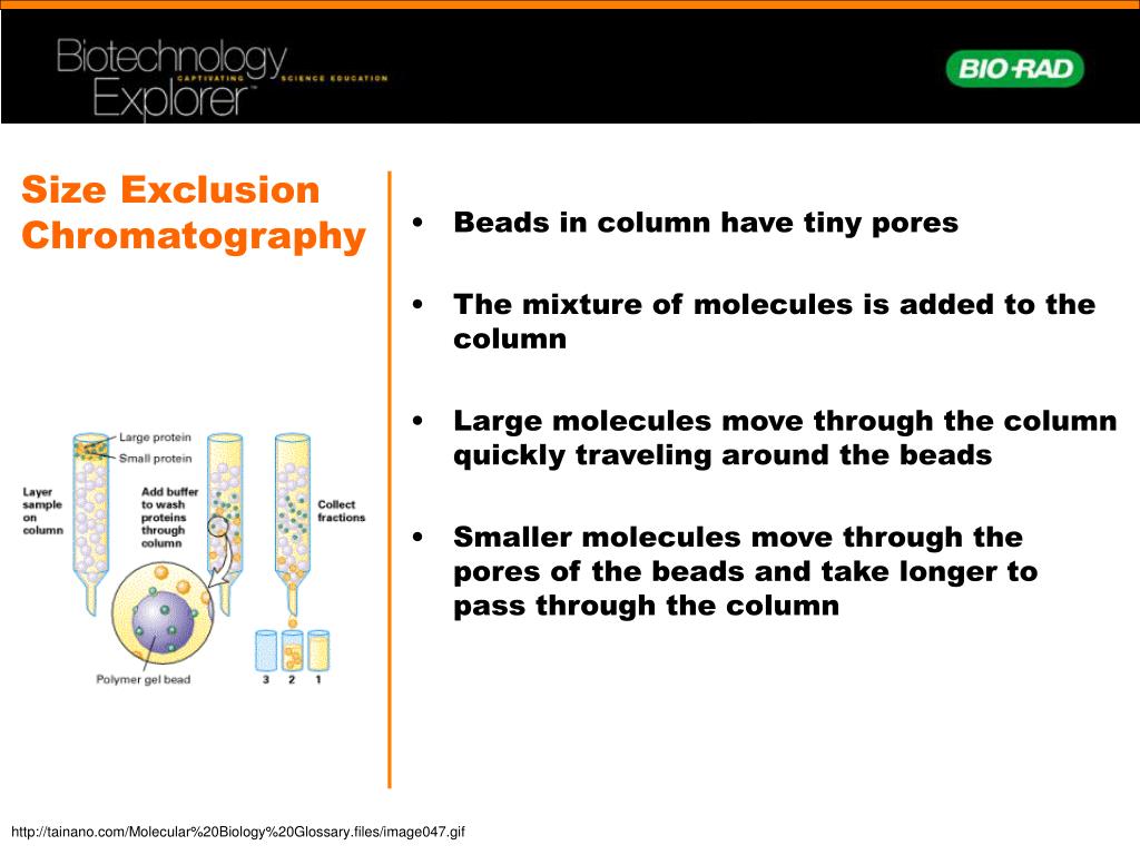 PPT Size Exclusion Chromatography PowerPoint Presentation, free
