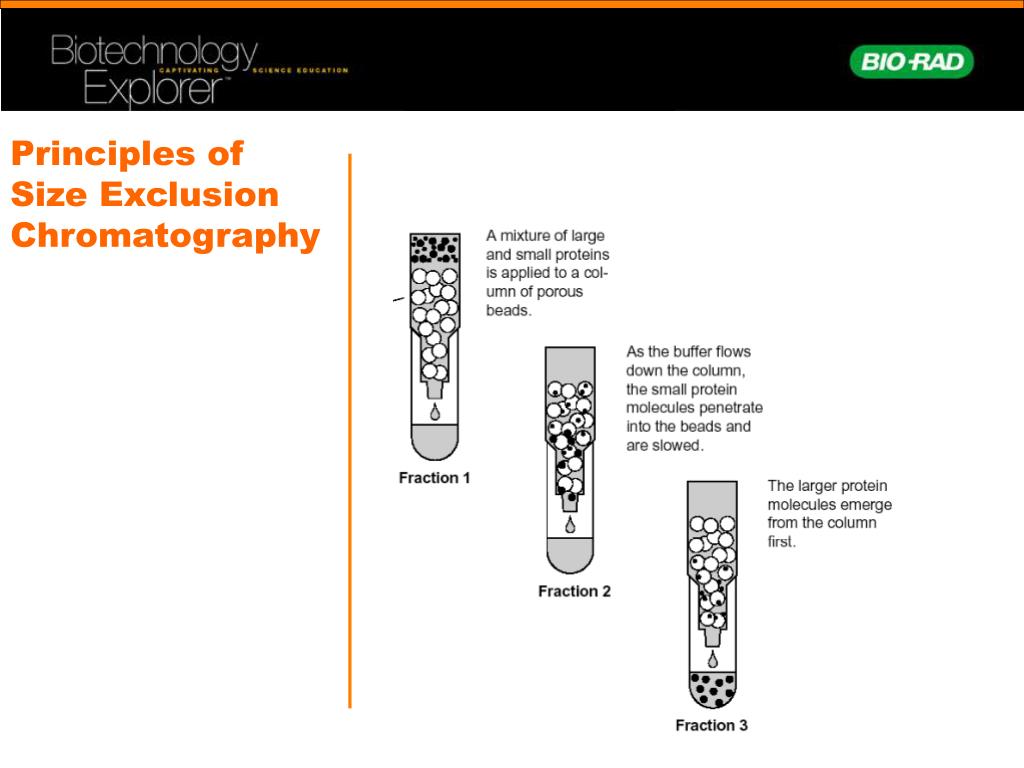 PPT Size Exclusion Chromatography PowerPoint Presentation, free