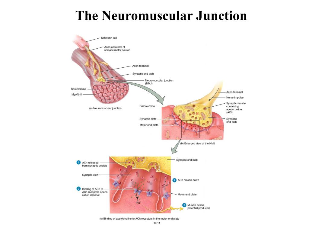 PPT Lecture 8 ExcitationContraction Coupling PowerPoint Presentation ID313737