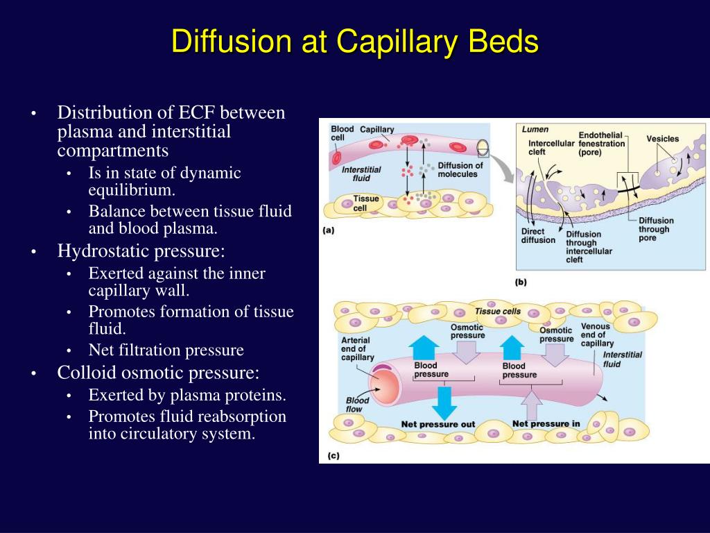 PPT Vascular Physiology PowerPoint Presentation, free download ID