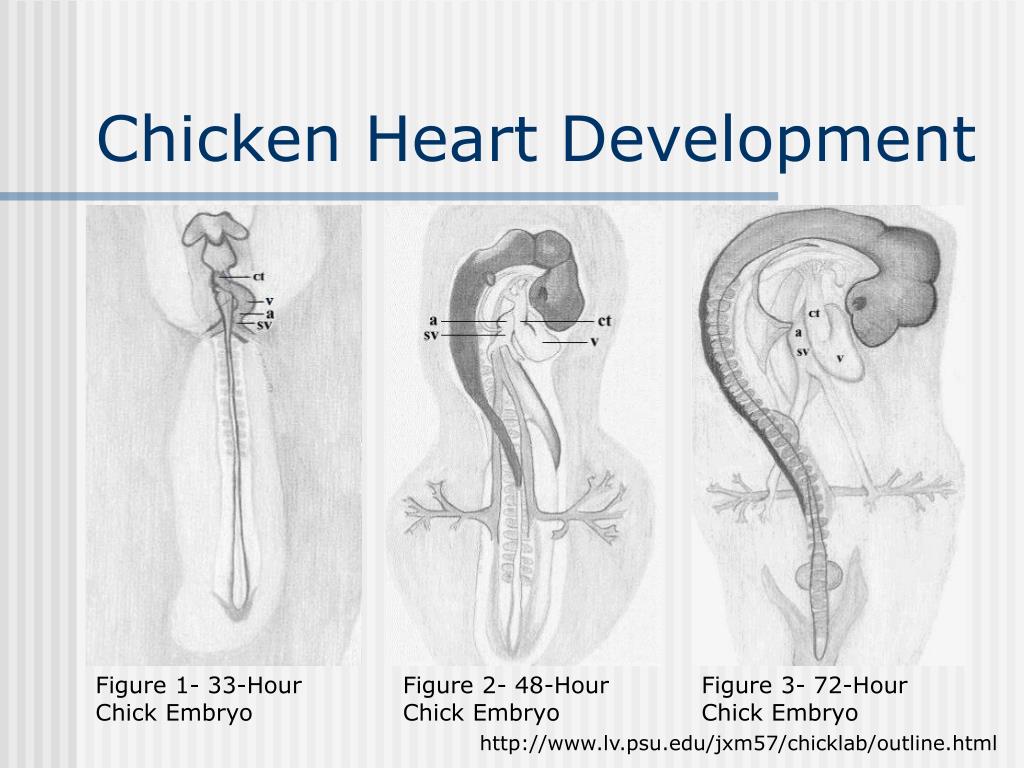 PPT The Effects of Caffeine On the 4Day Old Chicken Embryonic Heart