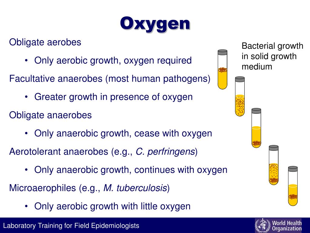 PPT Cultivation of bacteria PowerPoint Presentation ID316581