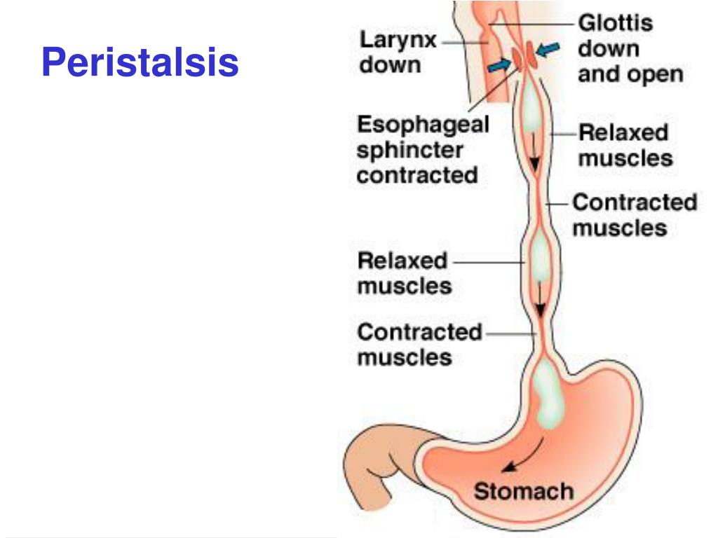 PPT Digestive System PowerPoint Presentation, free download ID318632