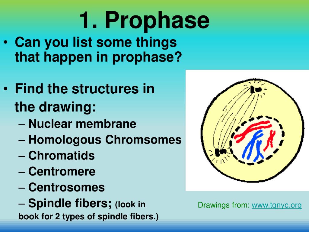 PPT Chapter 8 Cell Reproduction PowerPoint Presentation ID322945