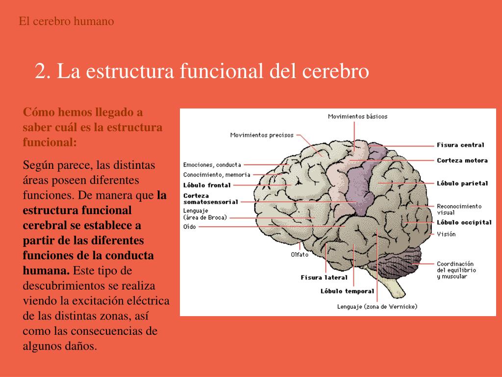 Estructura Cerebral Que Se Encarga De La Memoria 2020 idea e inspiración