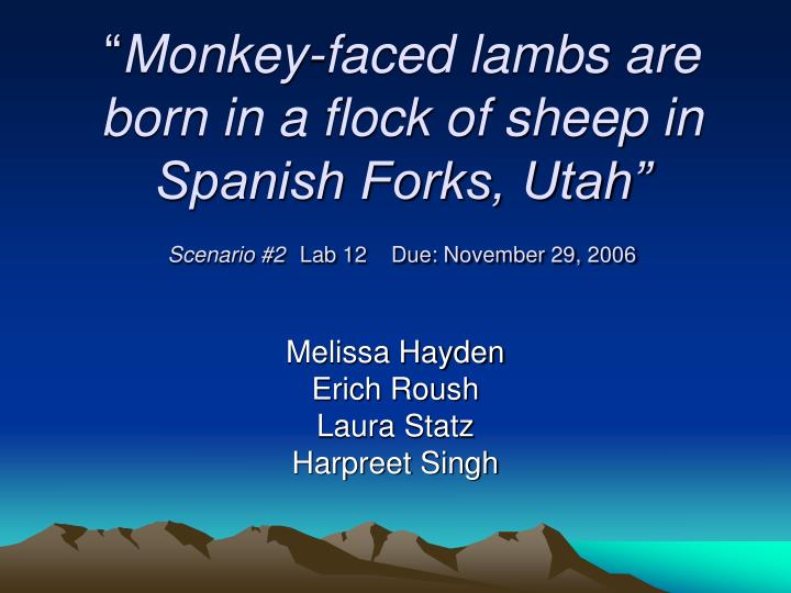 PPT “ Monkeyfaced lambs are born in a flock of sheep in Spanish