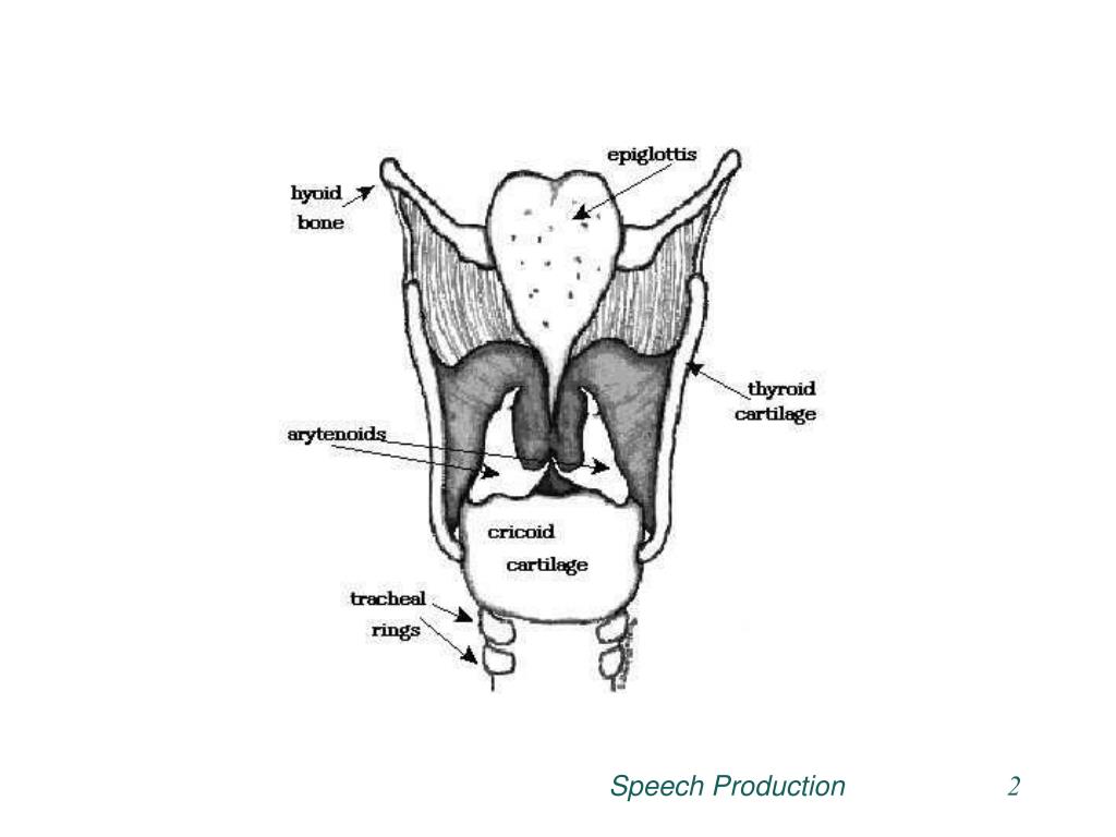 PPT Anatomy of the vocal mechanism PowerPoint Presentation, free