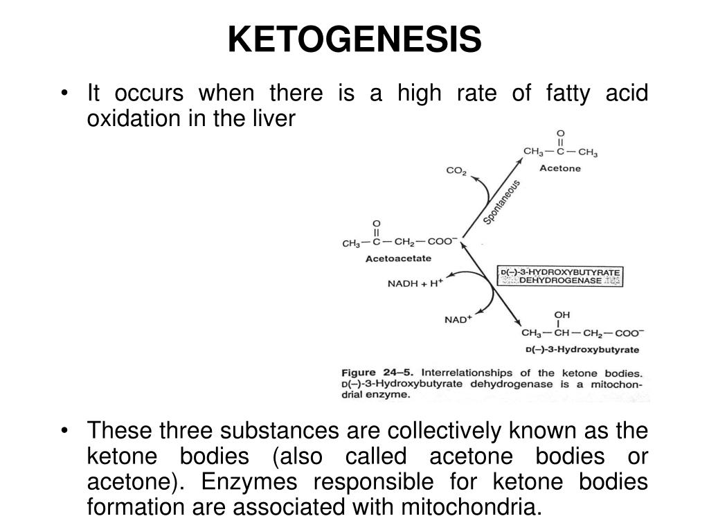 PPT Fatty Acid Oxidation and Ketone Bodies PowerPoint Presentation