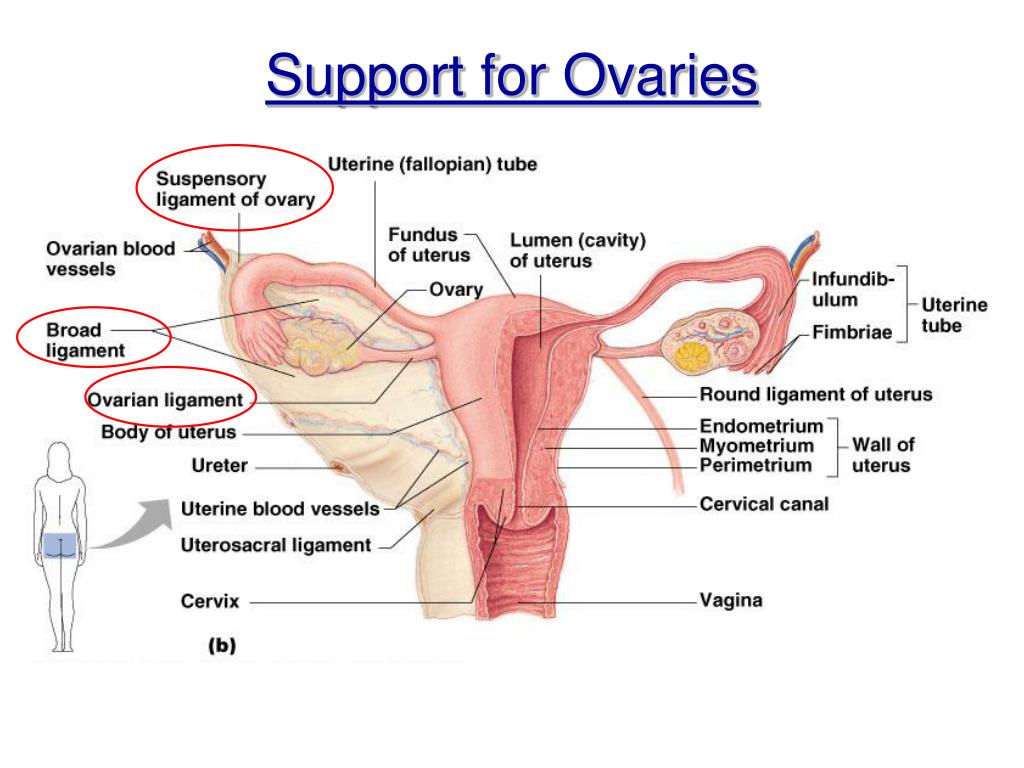 PPT Chapter 16 The Reproductive System PowerPoint Presentation ID