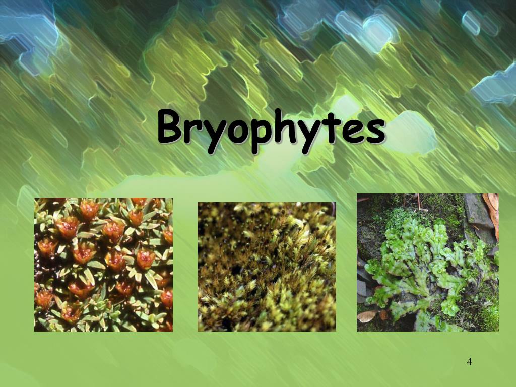 PPT Nonvascular & Simple Vascular Plants PowerPoint